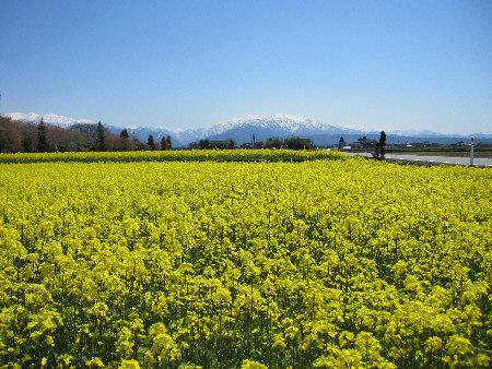 2010年4月25日入善菜の花畑.jpg