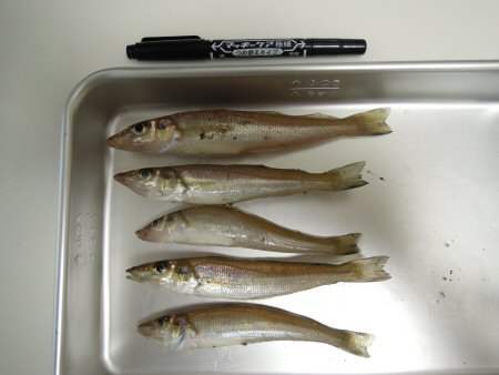 2011年8月18日キス釣り.jpg