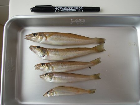 2011年8月7日キス釣り.jpg