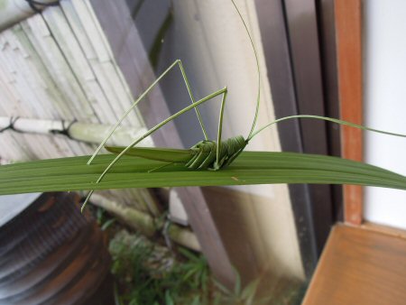 葉っぱのバッタを頂きました！ | 社長ブログ | 鮨蒲本舗 河内屋